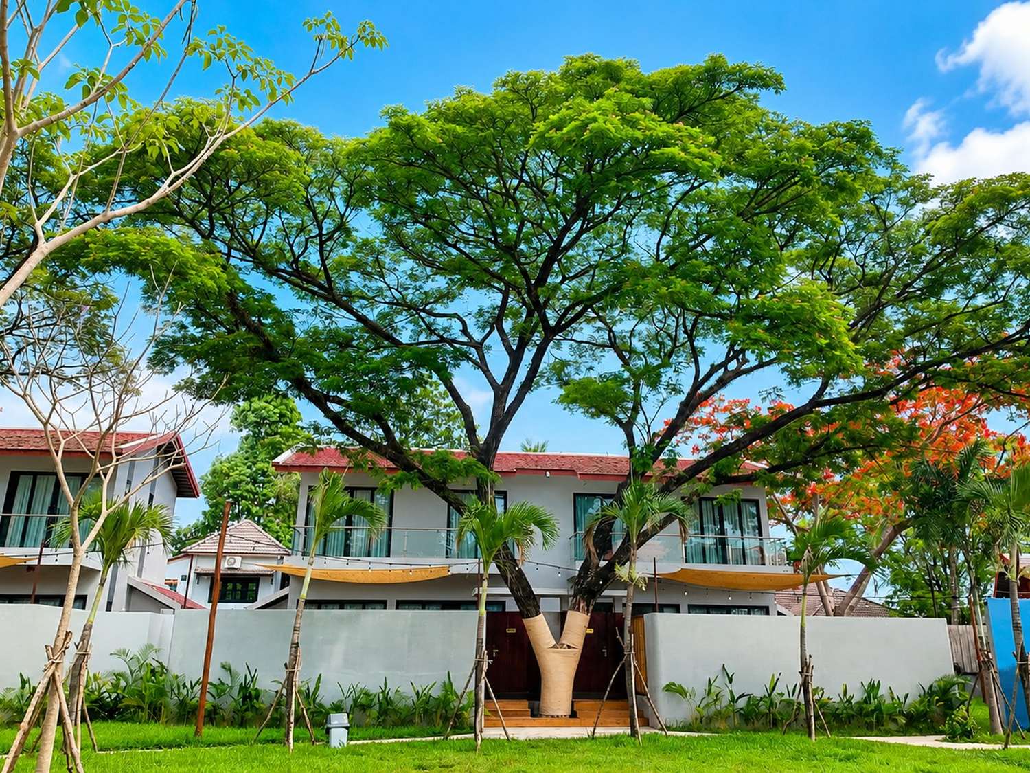 A broad rain tree spreading over the lawn at Morning Tree Resort